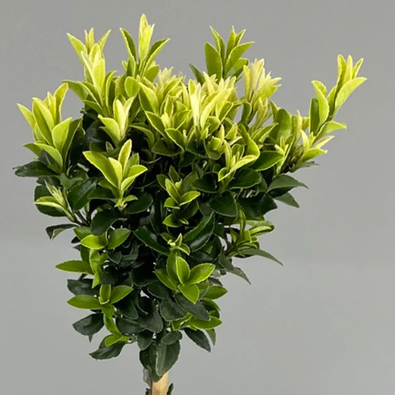 Euonymus 'Paloma Blanca' Terrassenbaum