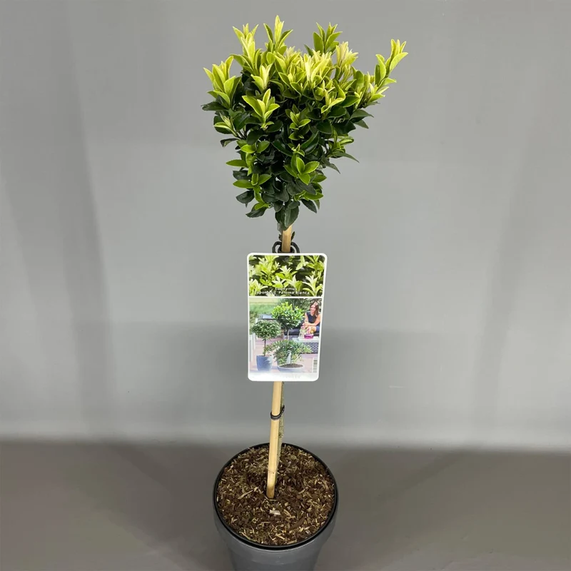 Euonymus 'Paloma Blanca' Terrassenbaum