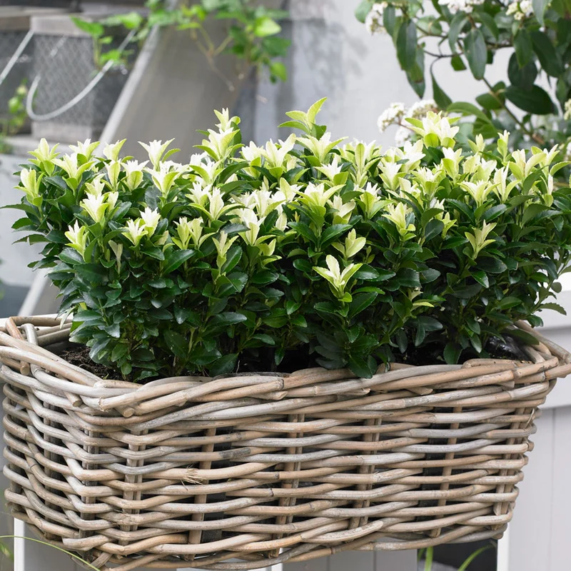 Euonymus 'Paloma Blanca' Terrassenbaum