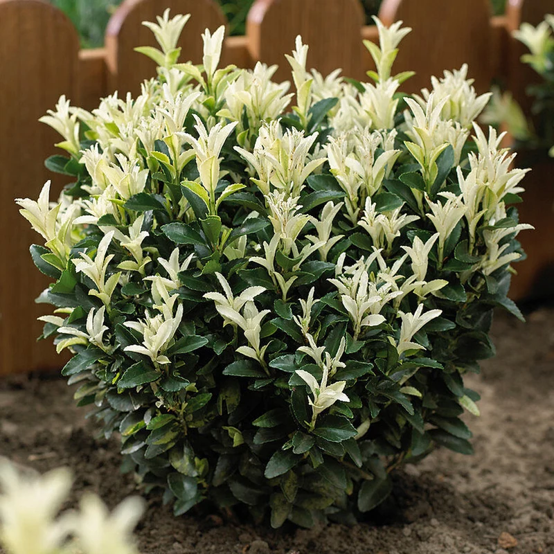 Euonymus 'Paloma Blanca' Terrassenbaum