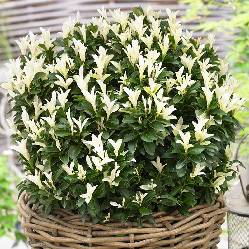 Euonymus 'Paloma Blanca' Terrassenbaum