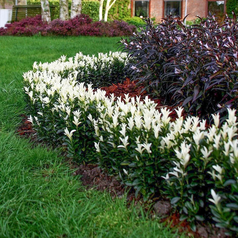 Euonymus 'Paloma Blanca' Terrassenbaum
