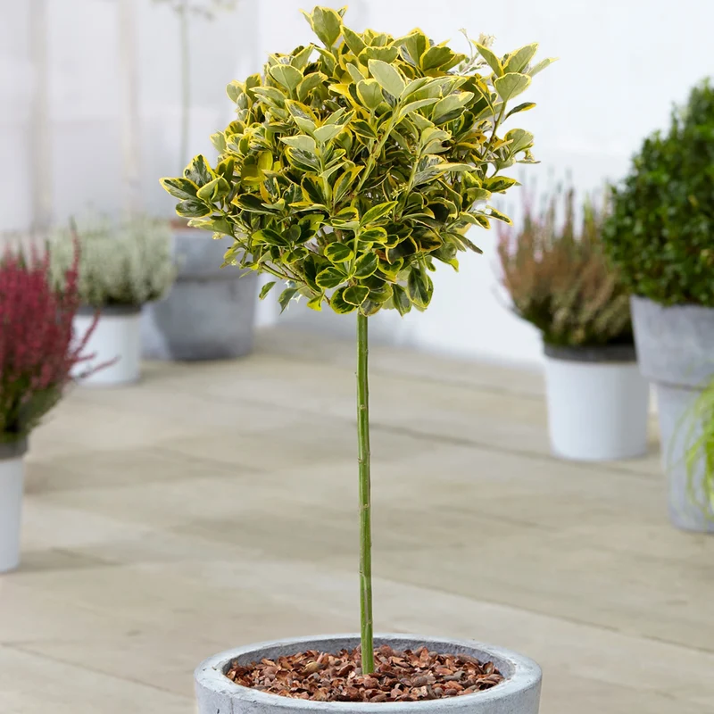 Euonymus 'Marieke' Terrassenbaum