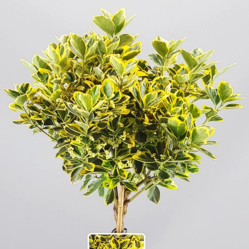 Euonymus 'Marieke' Terrassenbaum