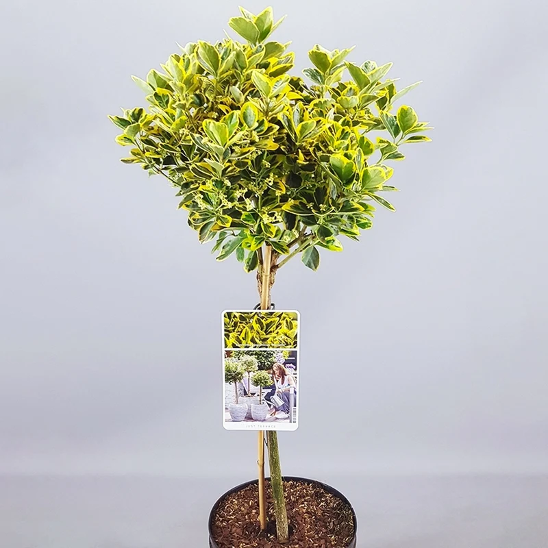 Euonymus 'Marieke' Terrassenbaum