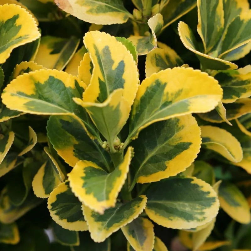 Euonymus 'Marieke' Terrassenbaum