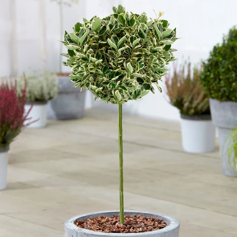 Euonymus 'Kathy' Terrassenbaum