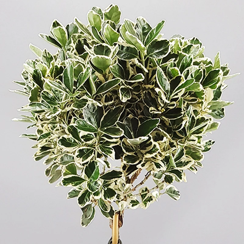Euonymus 'Kathy' Terrassenbaum