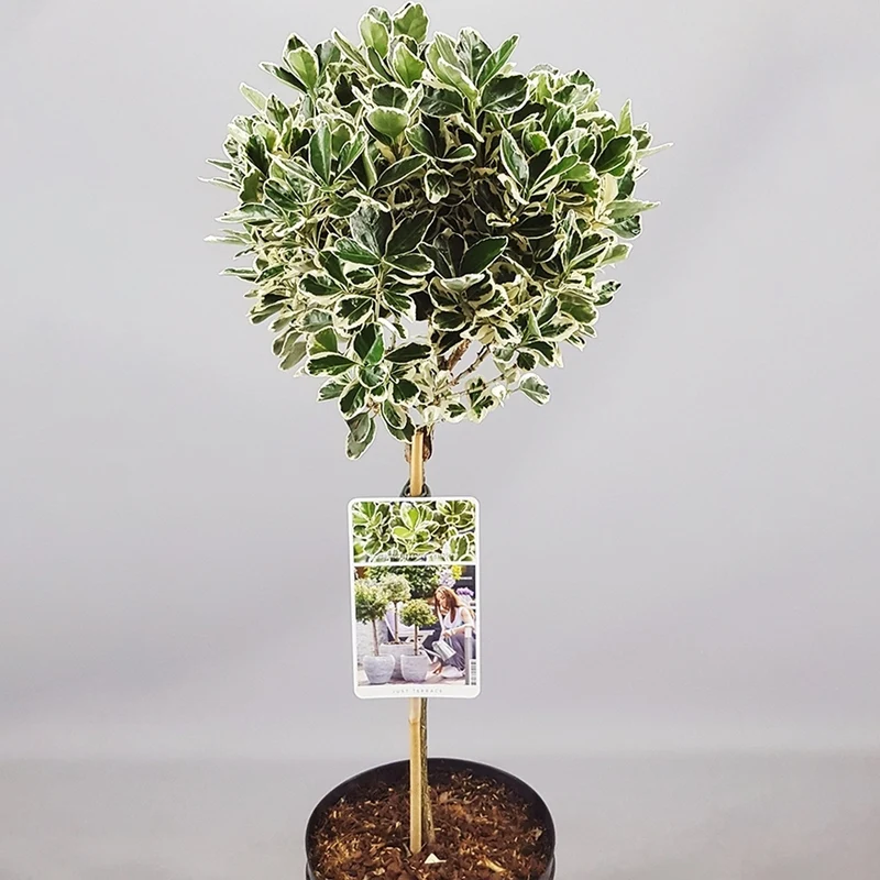 Euonymus 'Kathy' Terrassenbaum