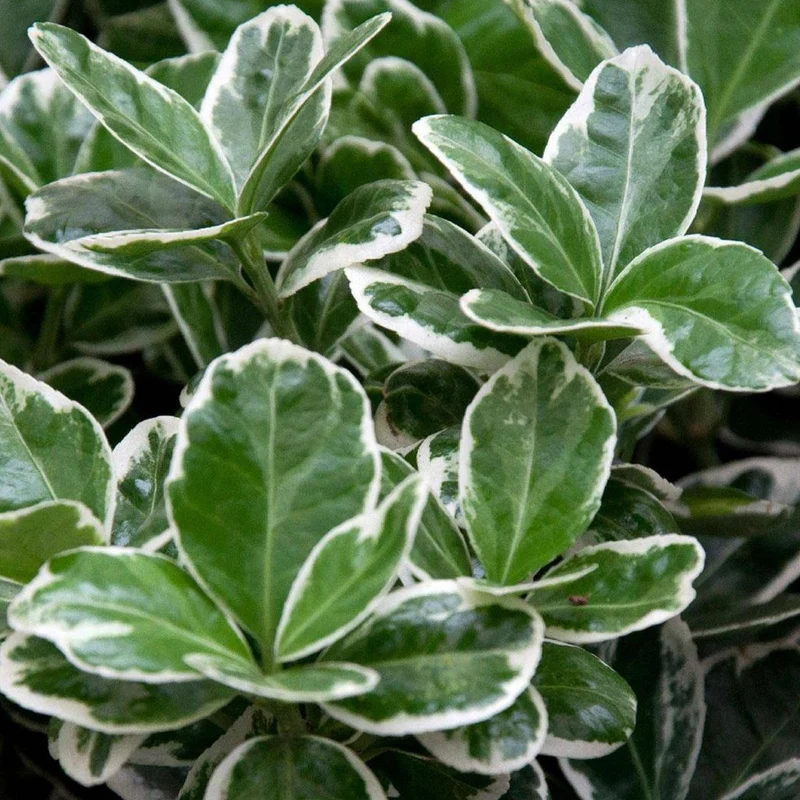 Euonymus 'Kathy' Terrassenbaum