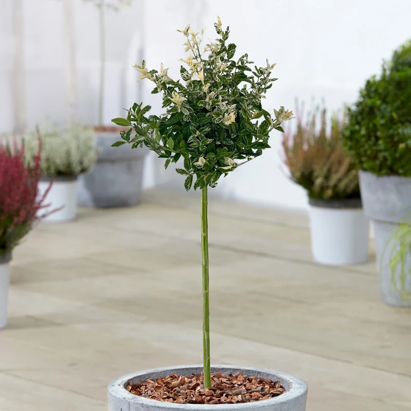 Euonymus 'Harlekin' Terrassenbaum