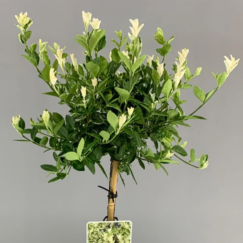 Euonymus 'Harlekin' Terrassenbaum