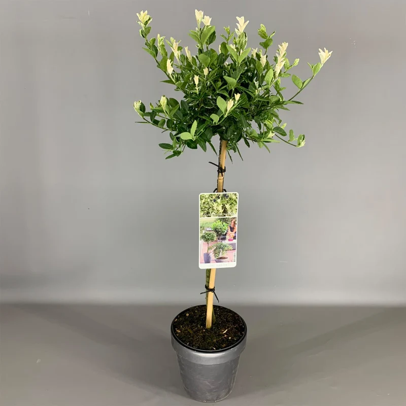Euonymus 'Harlekin' Terrassenbaum