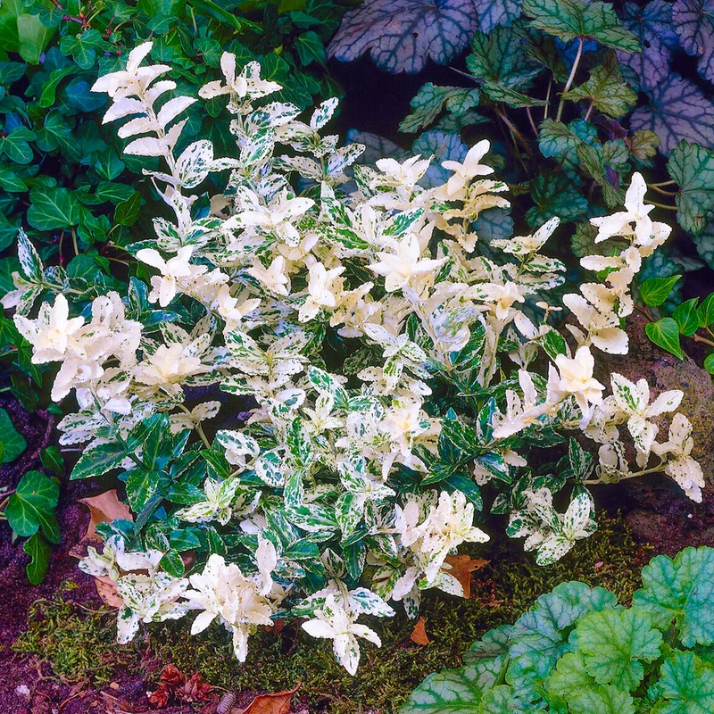 Euonymus 'Harlekin' Terrassenbaum