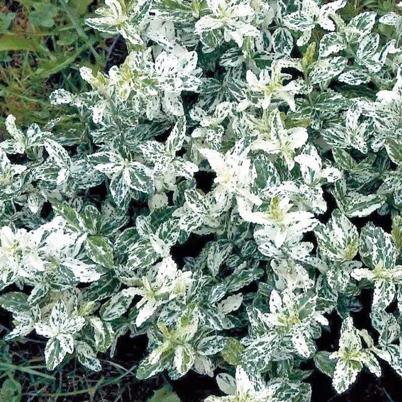 Euonymus 'Harlekin' Terrassenbaum