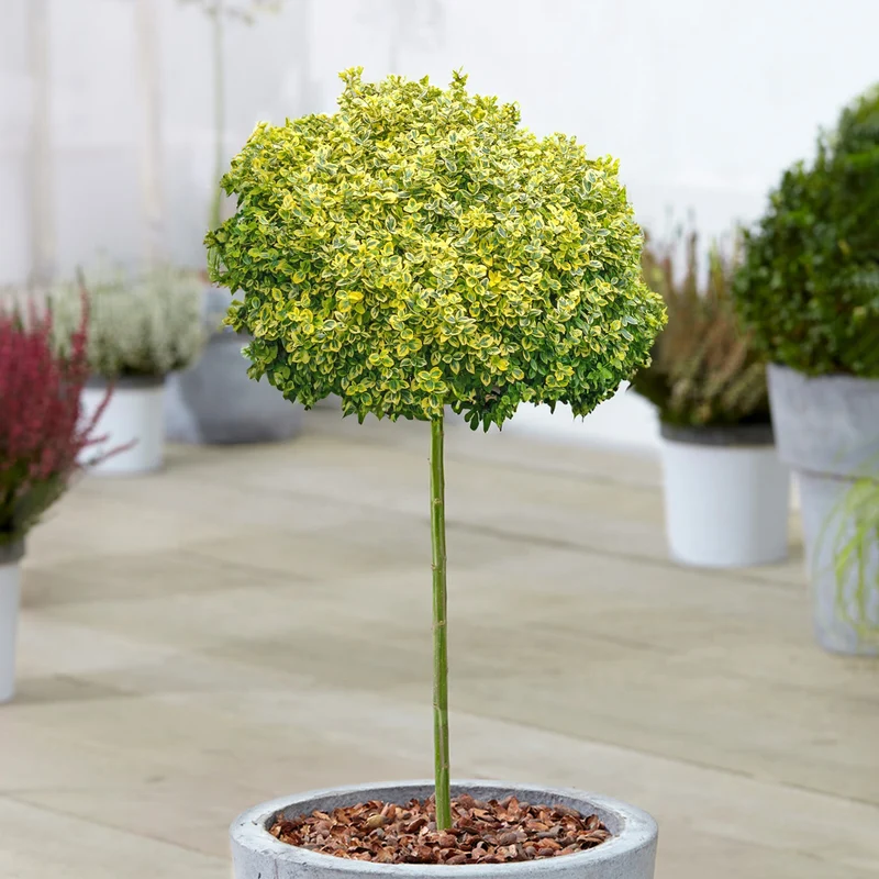 Euonymus 'Emerald n Gold' Terrassenbaum