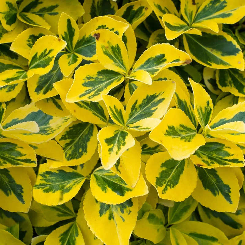 Euonymus 'Emerald n Gold' Terrassenbaum