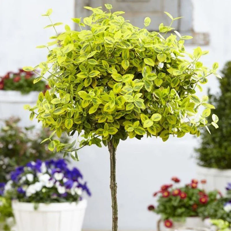 Euonymus 'Emerald n Gold' Terrassenbaum