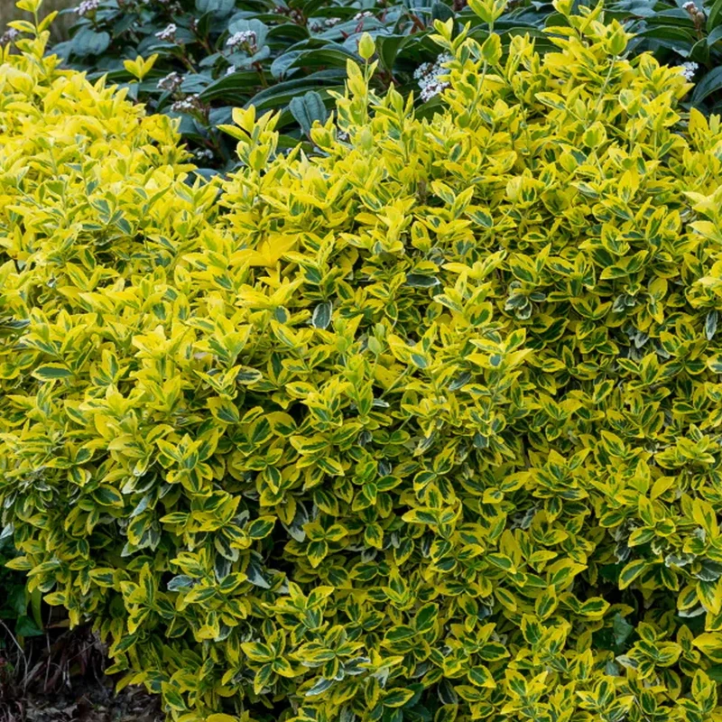 Euonymus 'Emerald n Gold' Terrassenbaum