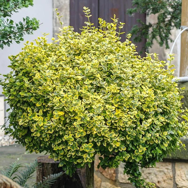 Euonymus 'Emerald n Gold' Terrassenbaum