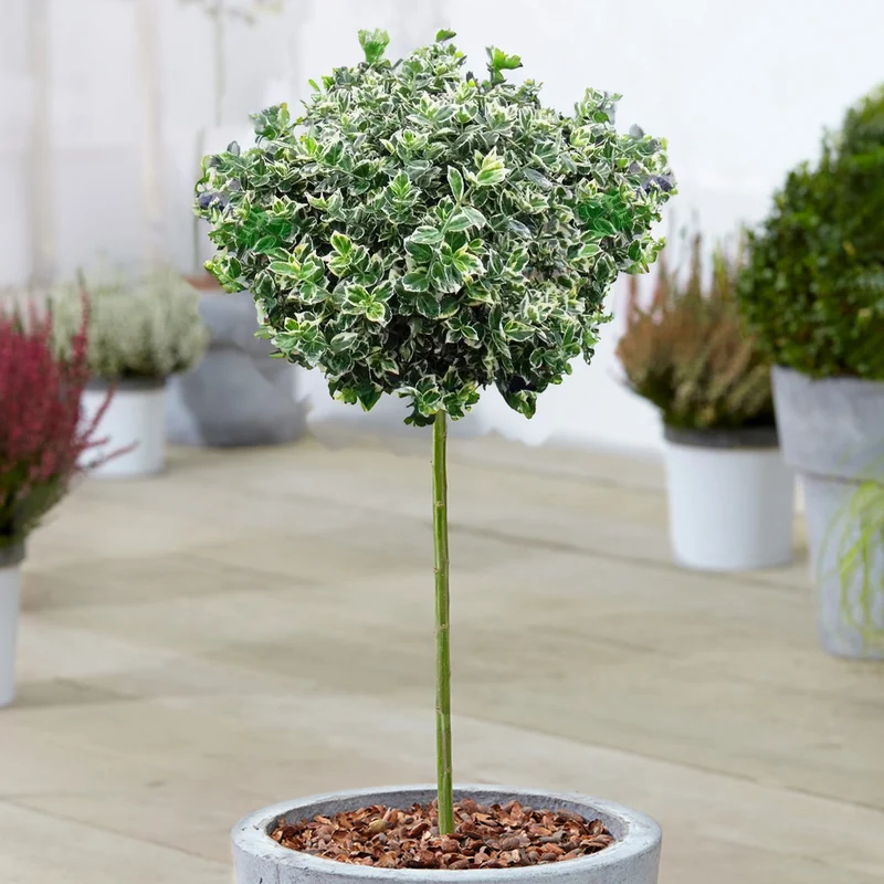 Euonymus 'Emerald Gaiety' Terrassenbaum