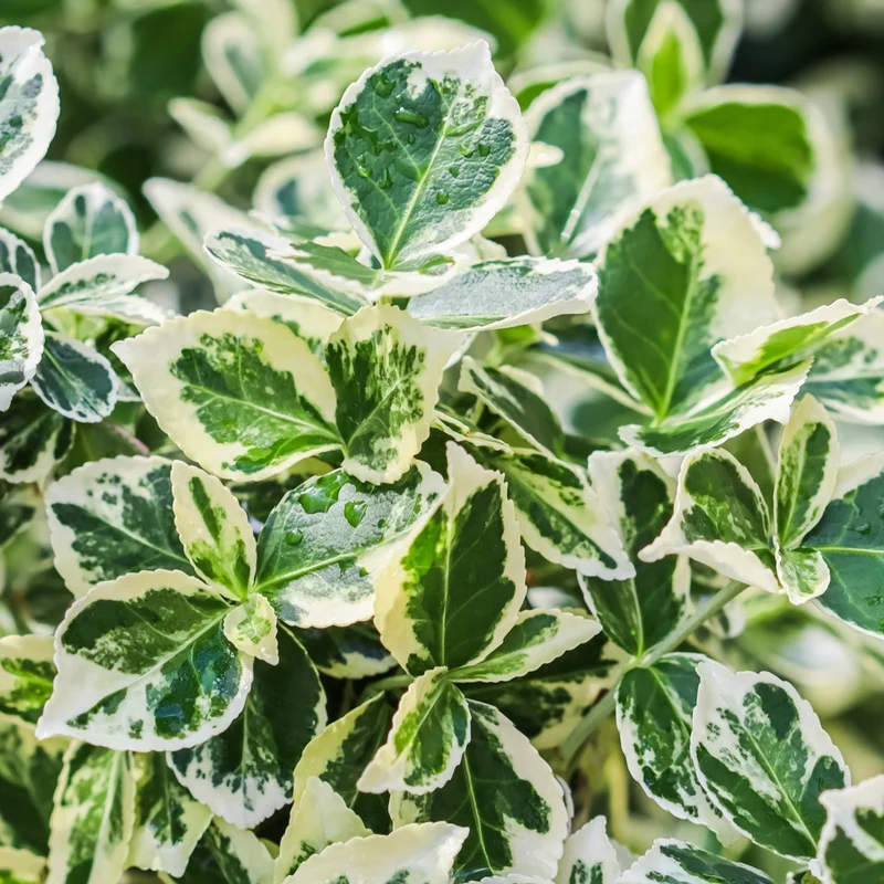 Euonymus 'Emerald Gaiety' Terrassenbaum