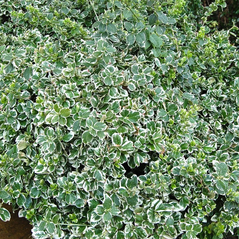 Euonymus 'Emerald Gaiety' Terrassenbaum