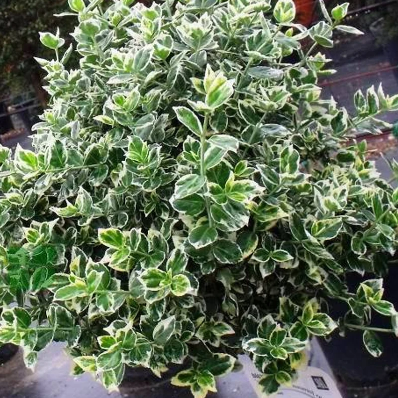 Euonymus 'Emerald Gaiety' Terrassenbaum