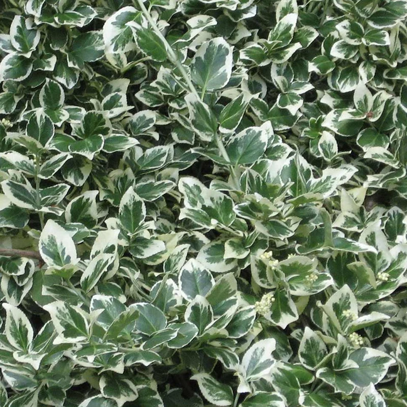 Euonymus 'Emerald Gaiety' Terrassenbaum