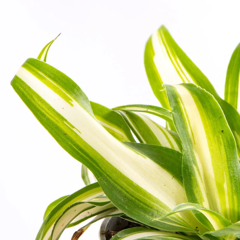 Baby Chlorophytum 'Variegatum'
