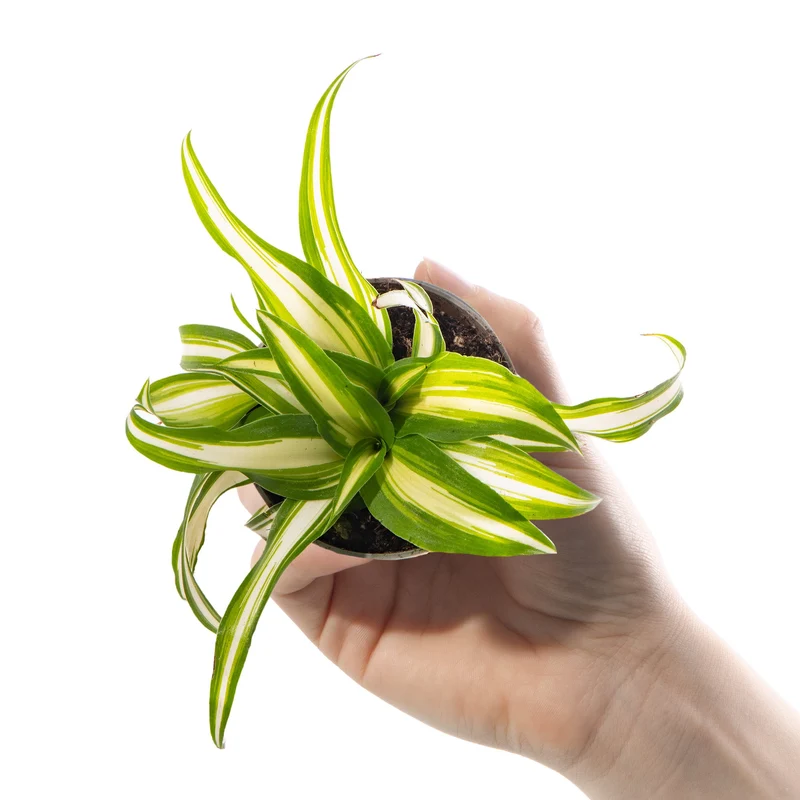 Baby Chlorophytum 'Variegatum'