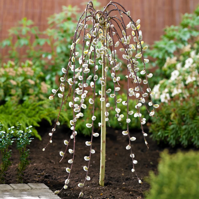Salix 'Kilmarnock' Terrassenbaum