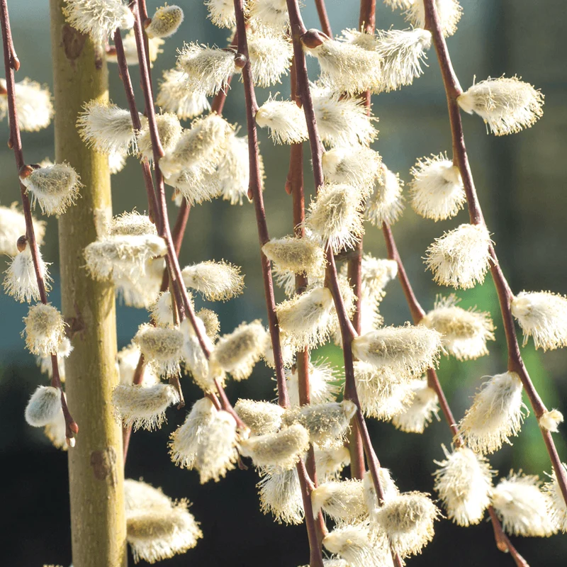 Salix 'Kilmarnock' Terrassenbaum
