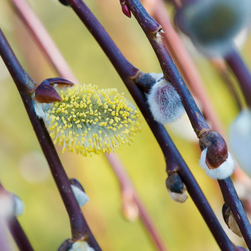 Salix 'Kilmarnock' Terrassenbaum