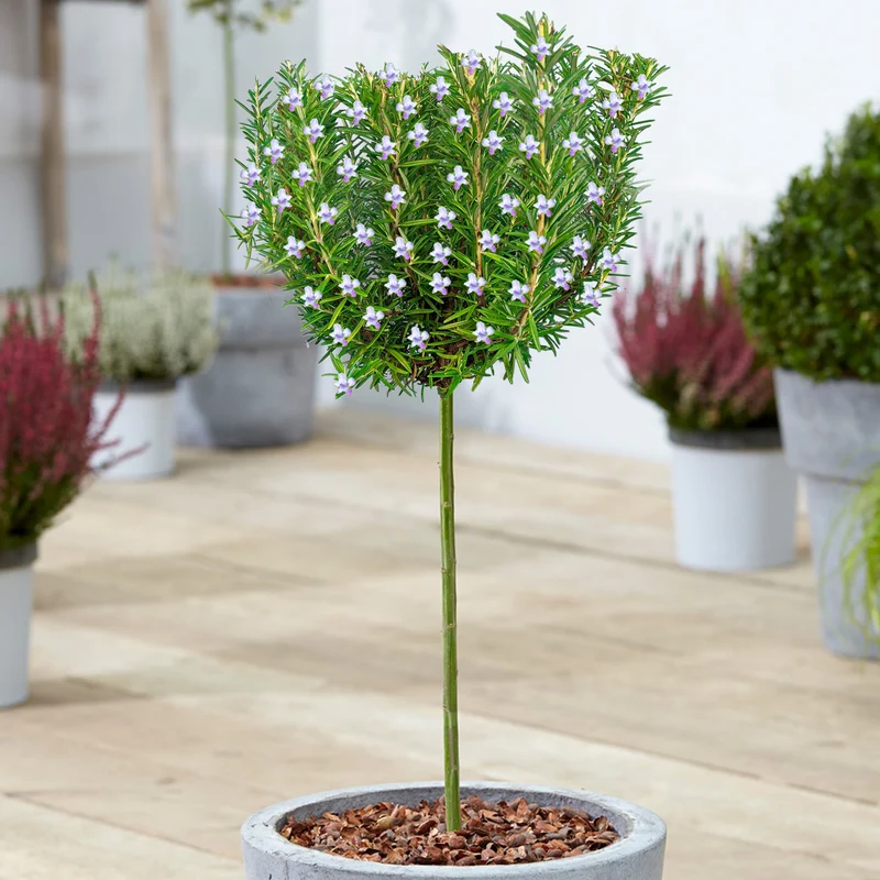 Rosmarin officinalis Terrassenbaum