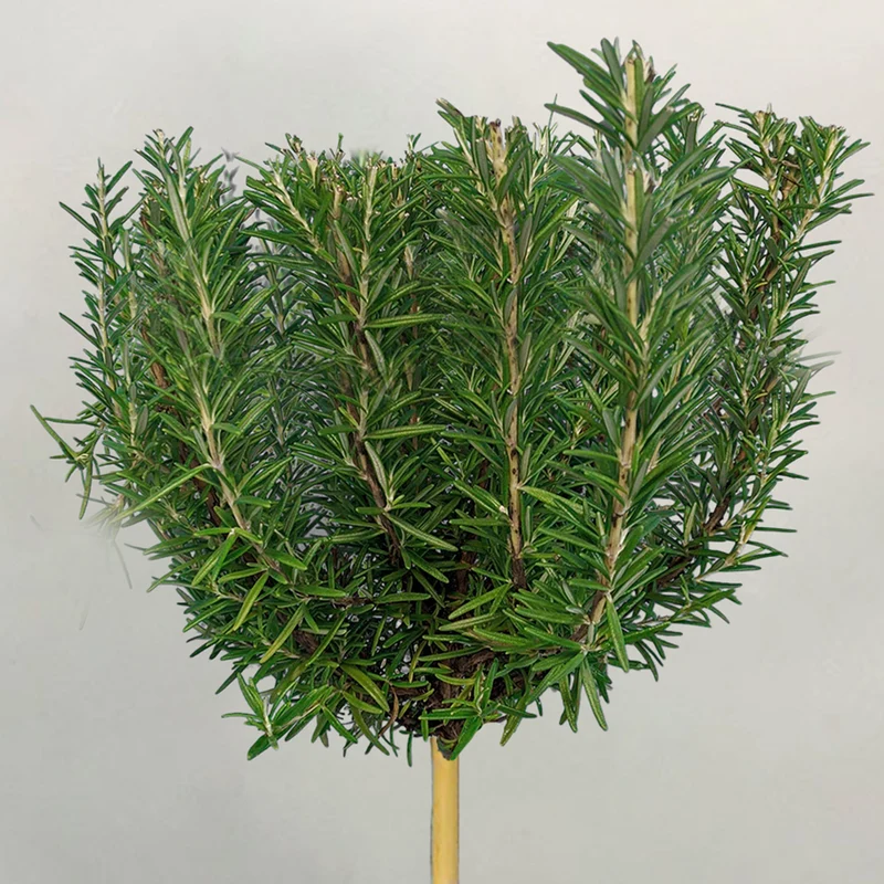 Rosmarin officinalis Terrassenbaum