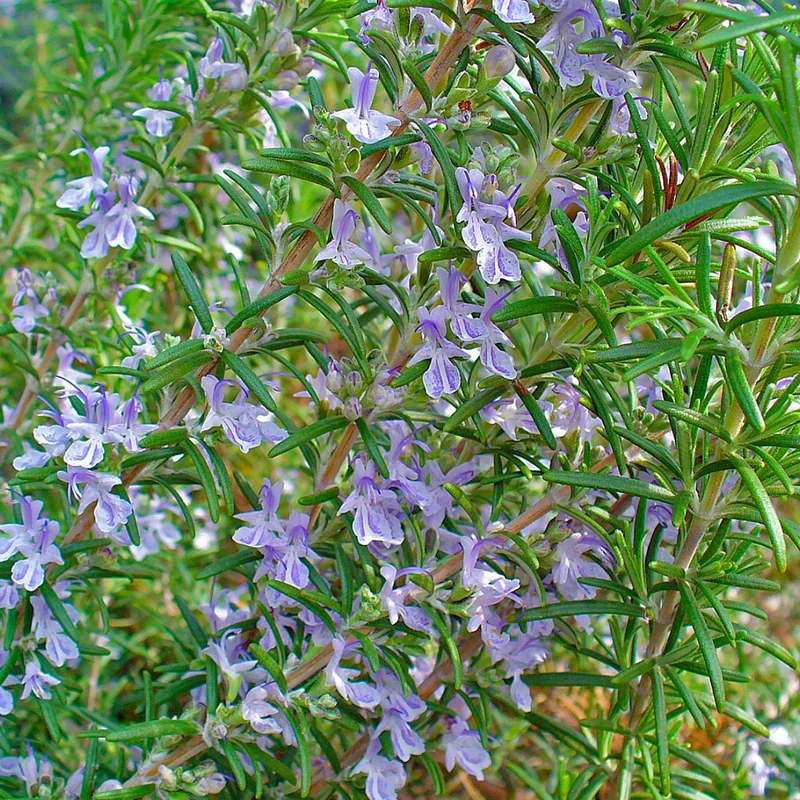 Rosmarin officinalis Terrassenbaum