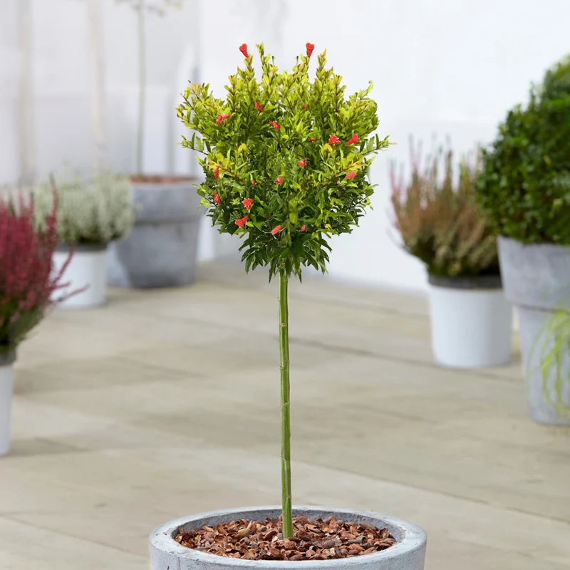 Punica 'Nana' Terrassenbaum