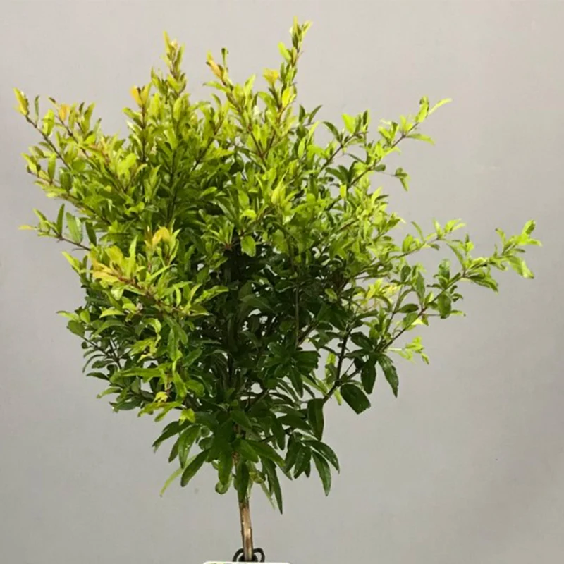 Punica 'Nana' Terrassenbaum