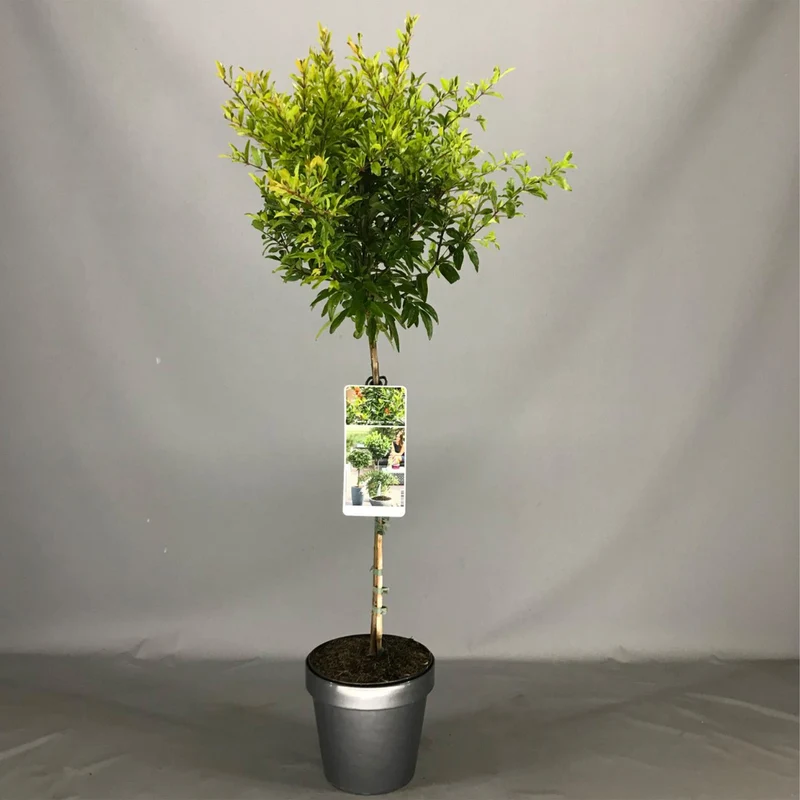 Punica 'Nana' Terrassenbaum