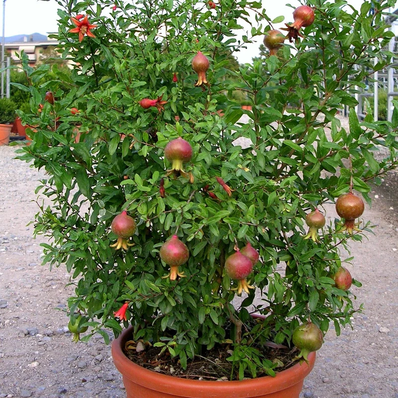 Punica 'Nana' Terrassenbaum