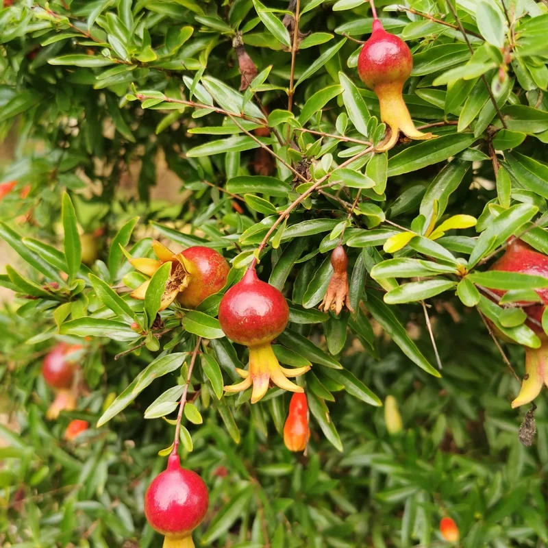 Punica 'Nana' Terrassenbaum