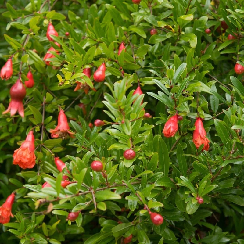 Punica 'Nana' Terrassenbaum