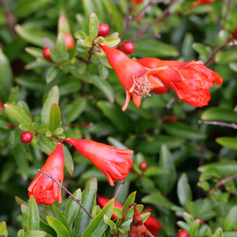 Punica 'Nana' Terrassenbaum