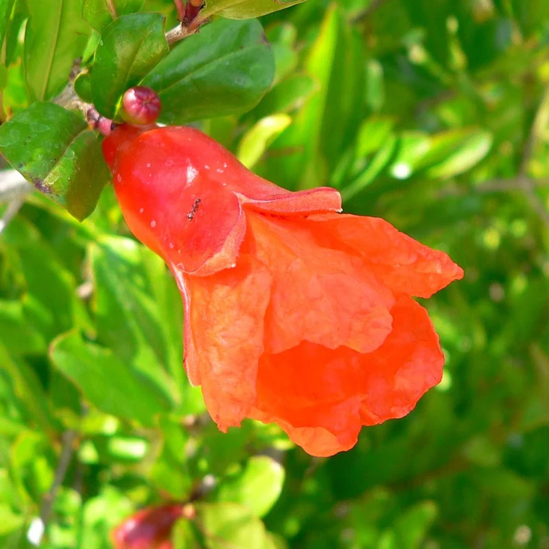 Punica 'Nana' Terrassenbaum