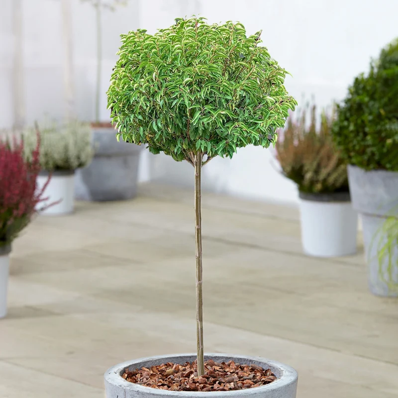 Prunus angustifolia Terrassenbaum