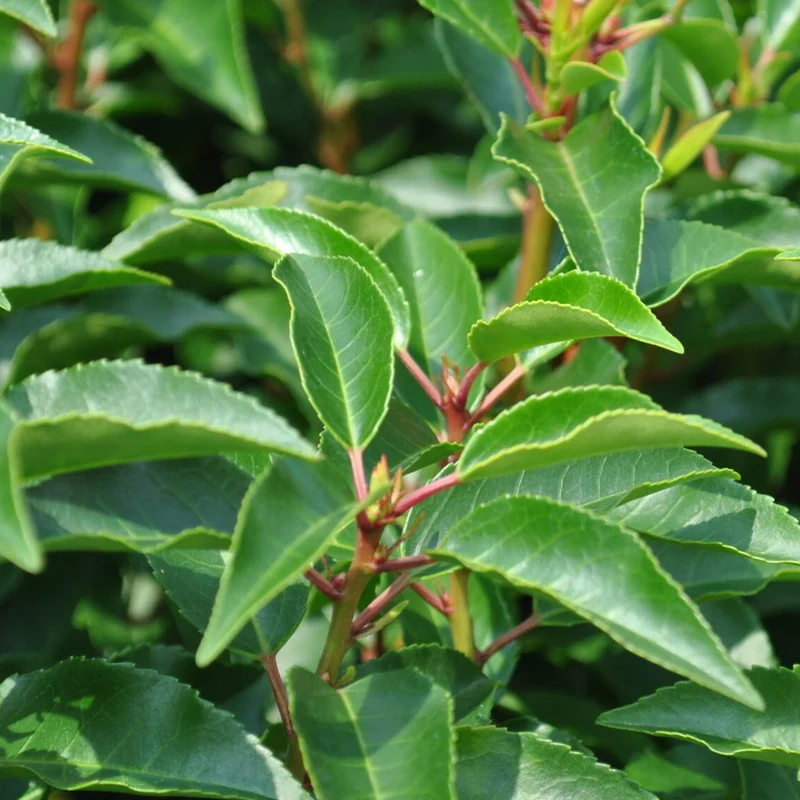Prunus angustifolia Terrassenbaum