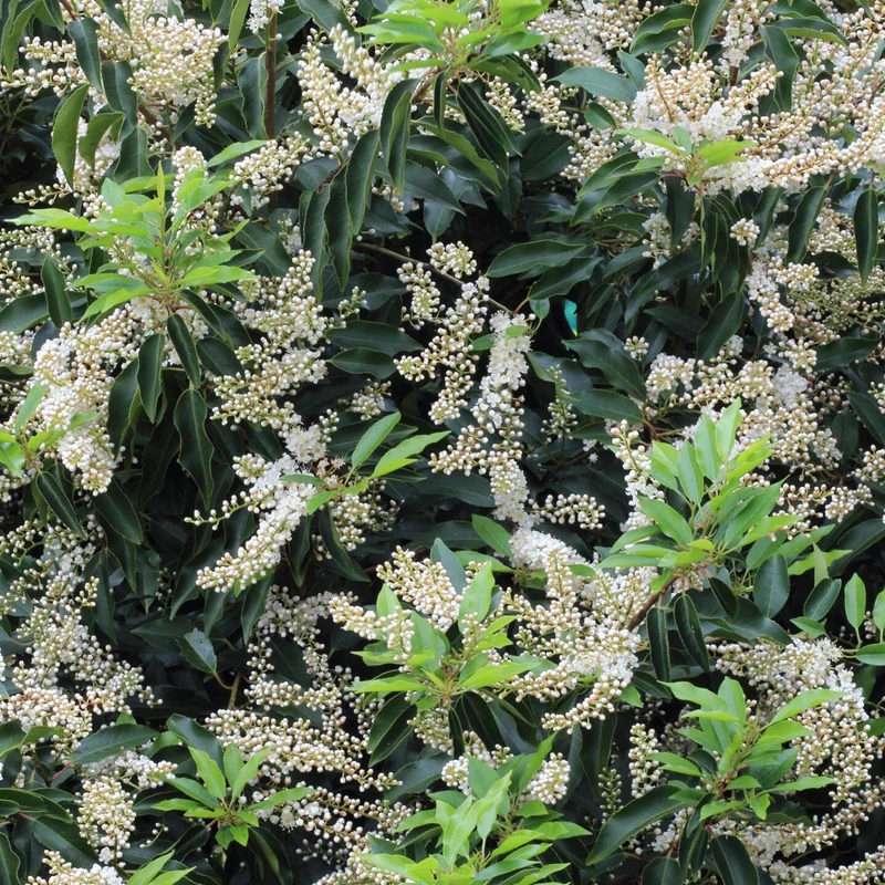 Prunus angustifolia Terrassenbaum