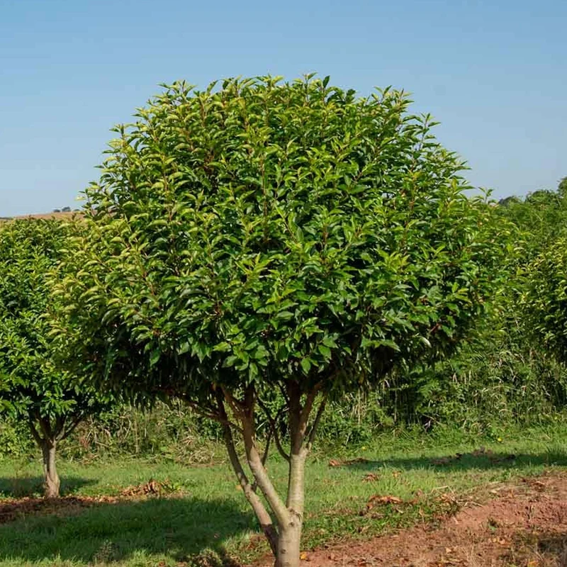 Prunus angustifolia Terrassenbaum