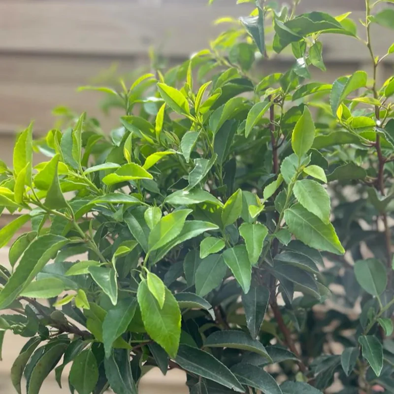 Prunus angustifolia Terrassenbaum